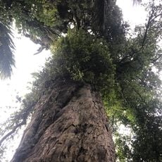 Big Rimu Walk