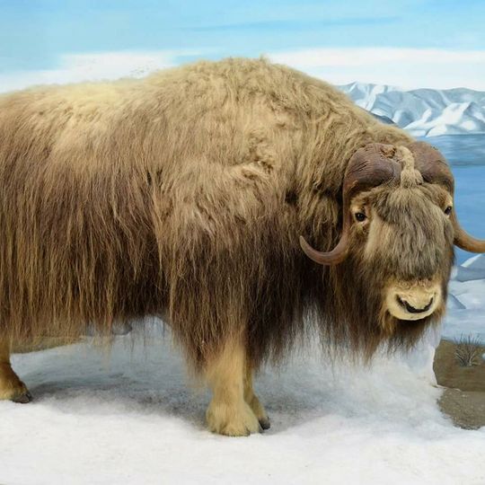 Mammoth Cave Wildlife Museum