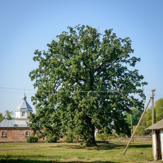 Олександрівський дуб
