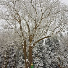 Jasan v bývalých Milířích