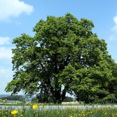Stieleiche von Matzelsdorf