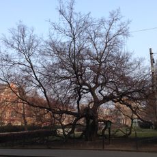 Břestovce ve Smetanových sadech