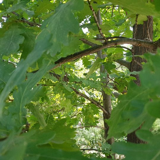 Зразкова лісосмуга