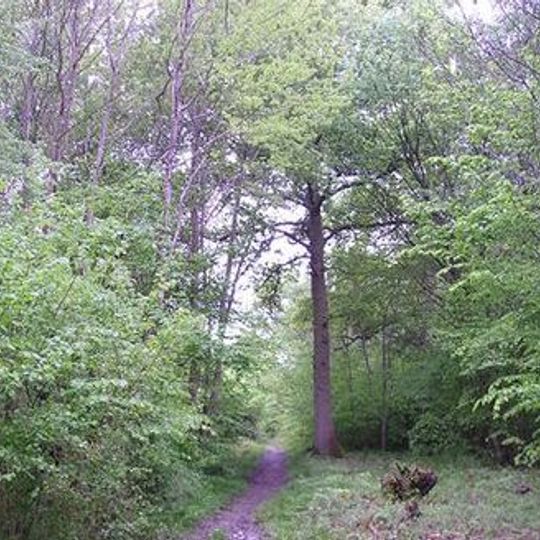 Comb's Wood
