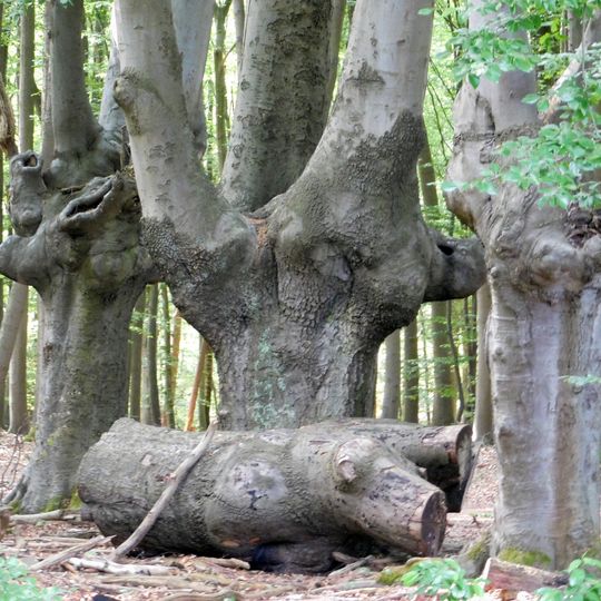 LSG-Duennwalder Wald