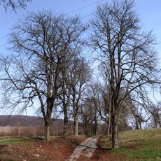 Dvě jírovcové aleje od zámku k lesu a ke Svárovu
