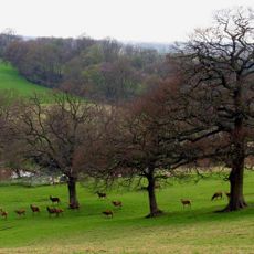 Bucklebury Farm Park