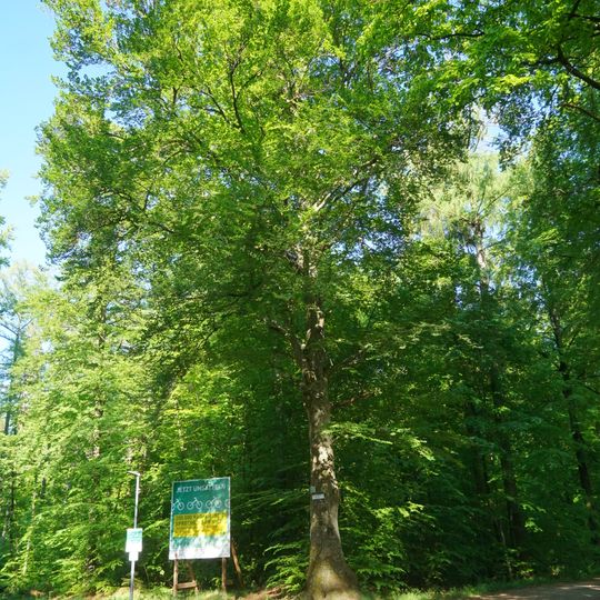 Rotbuche an der Römerstraße