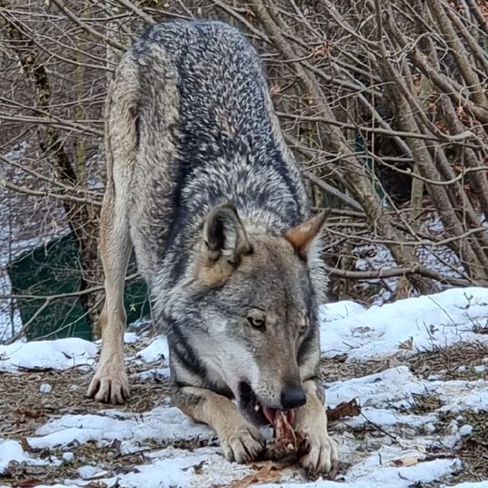 Centro Faunistico “Uomini e Lupi”
