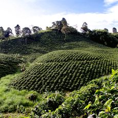 Eje cafetero