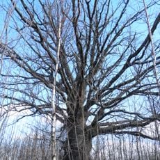 Mukulių II ąžuolas