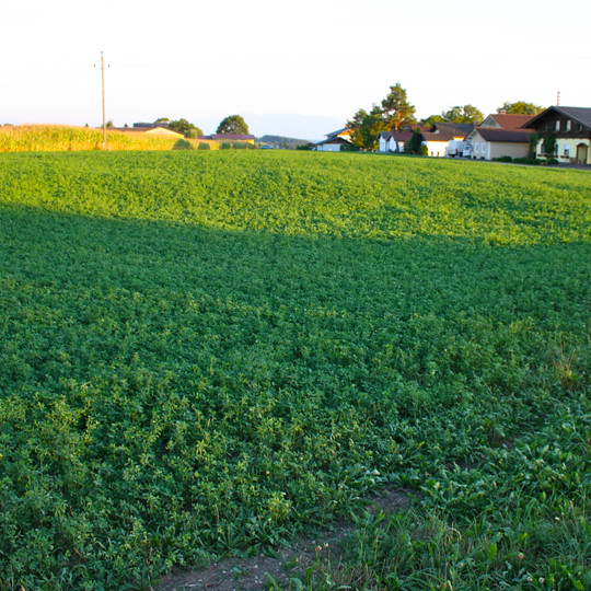 Bajuwarisches Gräberfeld Sinzing