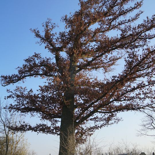 3 Eichen am Herrenwäldle