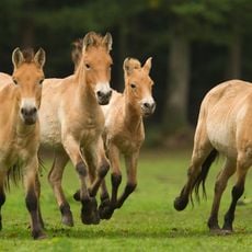 Domaine des grottes de Han