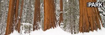 Sequoia National Park Profile Cover
