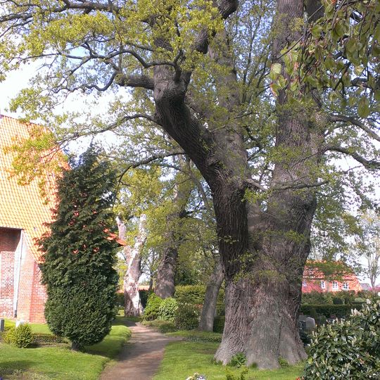 Friedhofseiche Genin