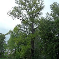 Topol černý v Poděbradech 1