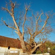 Lípa ve Staré Huti