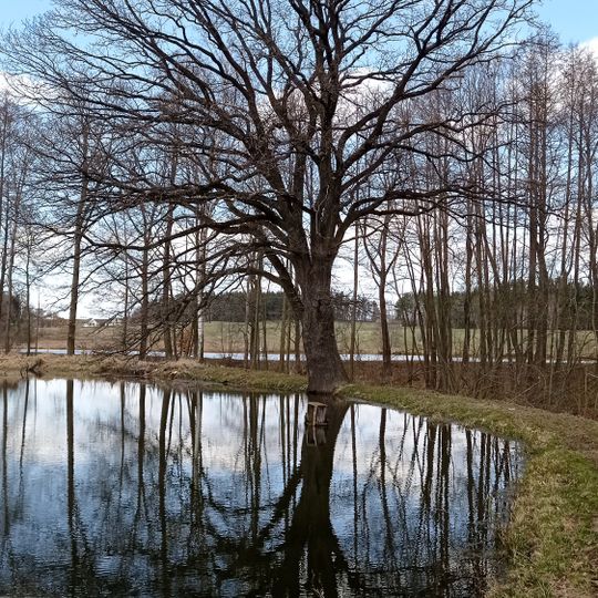 Dub u Kahounů rybníka