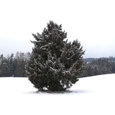 Zwillingseibe von Tragwein