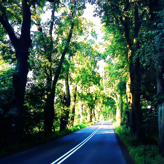Aleja lipowa przy ul. Meteorytowej w Poznaniu