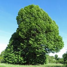 Lípa velkolistá ve Stříteži