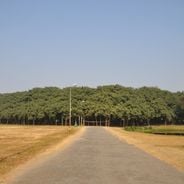 Notable trees from different continents