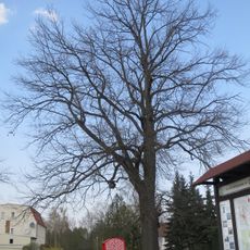 Stieleiche (Quercus robur) in Hosena auf dem Platz der Jugend, östlich am Steinkreuz