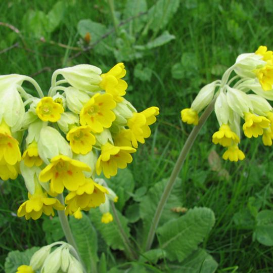 Wingmoor Farm Meadow
