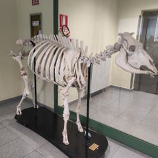 Museo didattico di medicina veterinaria