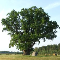 Ceipu Upurozols - kulta vieta