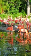 Zoo Miami