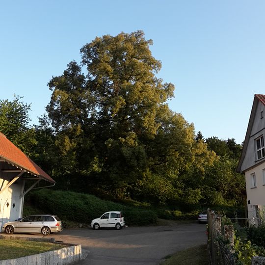 1 Hoflinde beim Ziegelhof