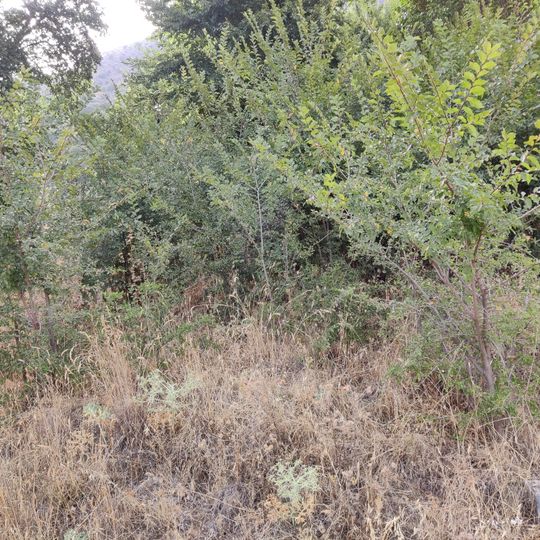 Fuente de los Arbolitos