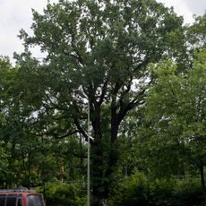 Stiel-Eiche U-Bahnhof Ruhleben