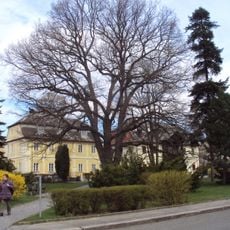 Dub Palackého v Novém Boru