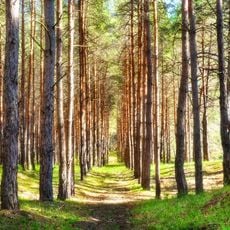 Tsyurupynsk pine forest