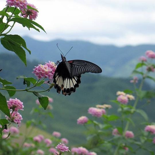 Doi Phu Kha National Park