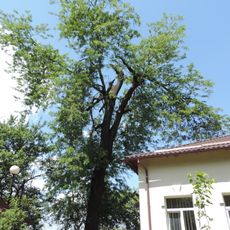 Дерево гледичії