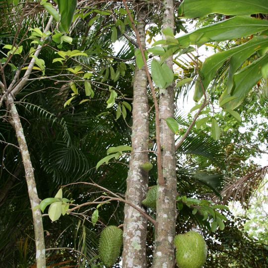 Arboretum de Papuakeikaa