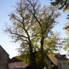 Lípa v Kozlech