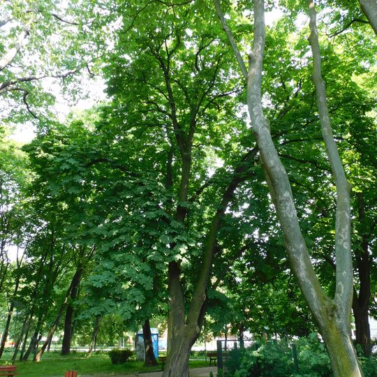 Pomnikowy kasztanowiec w parku Achera