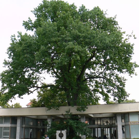 Dub letní v Poděbradech