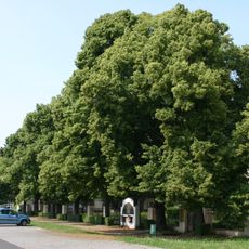 Lipová alej u Oblastního muzea v Mostě