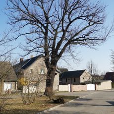 Naturdenkmal Stieleiche