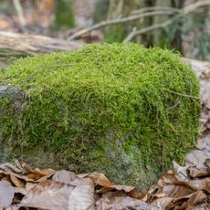Grenzstein Tränkweiher in Fürth (D-5-63-000-1854#14)