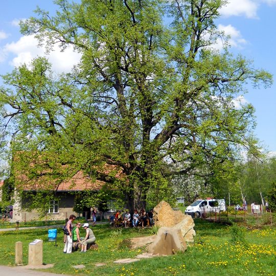 Lípa srdčitá Choceňskova