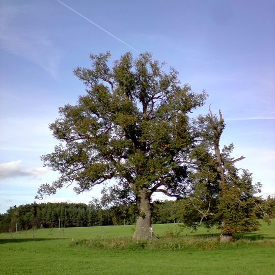 Dub u Zadního dvora 1