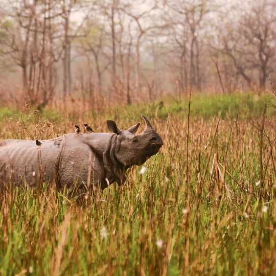 Parco nazionale di Orang