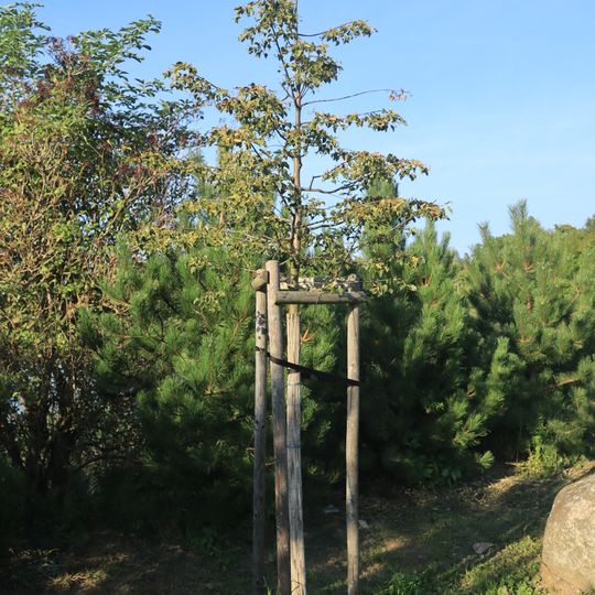 Lípa k 900 letům Náramče